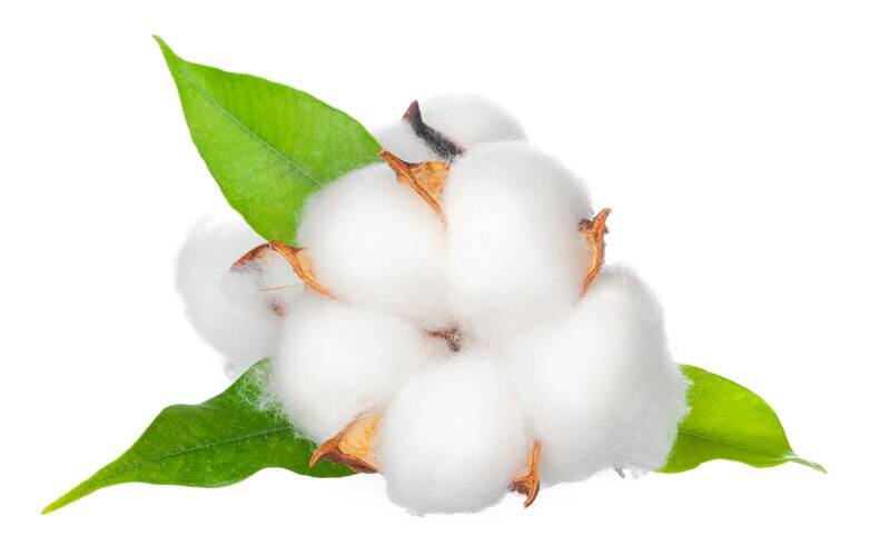 Hybrid Desi Cotton