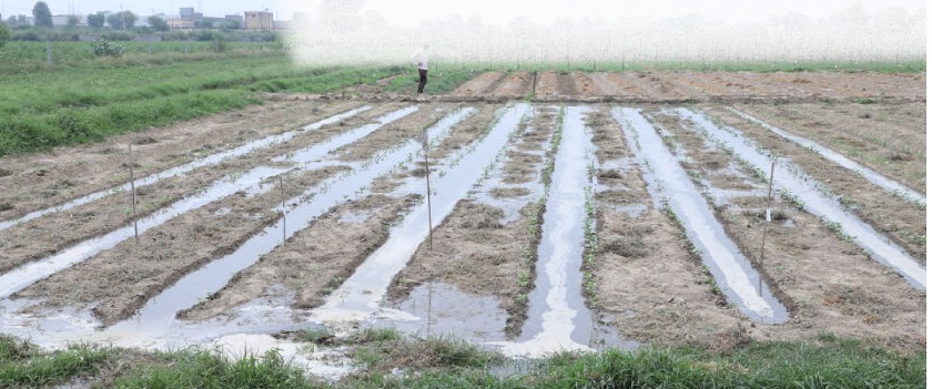 Sustainable Farming Research